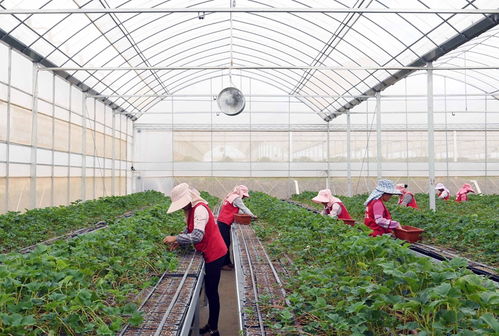 草莓育苗基地帶動農民增收