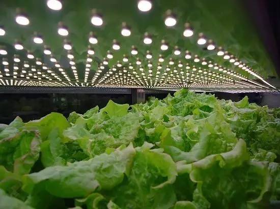 食品安全、植物工廠機械化與中藥健康、農業(yè)休閑的融合——藥最網(wǎng)農業(yè)開發(fā)新視角