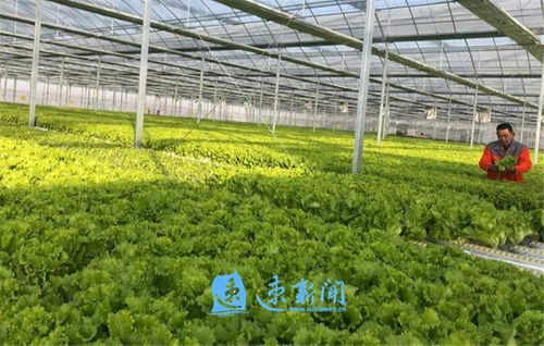 創(chuàng)特色樹品牌 市湖濱新區(qū)按下現(xiàn)代農業(yè)發(fā)展快車鍵